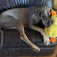 Quack-Quack Duck Dog Toy