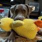 Quack-Quack Duck Dog Toy